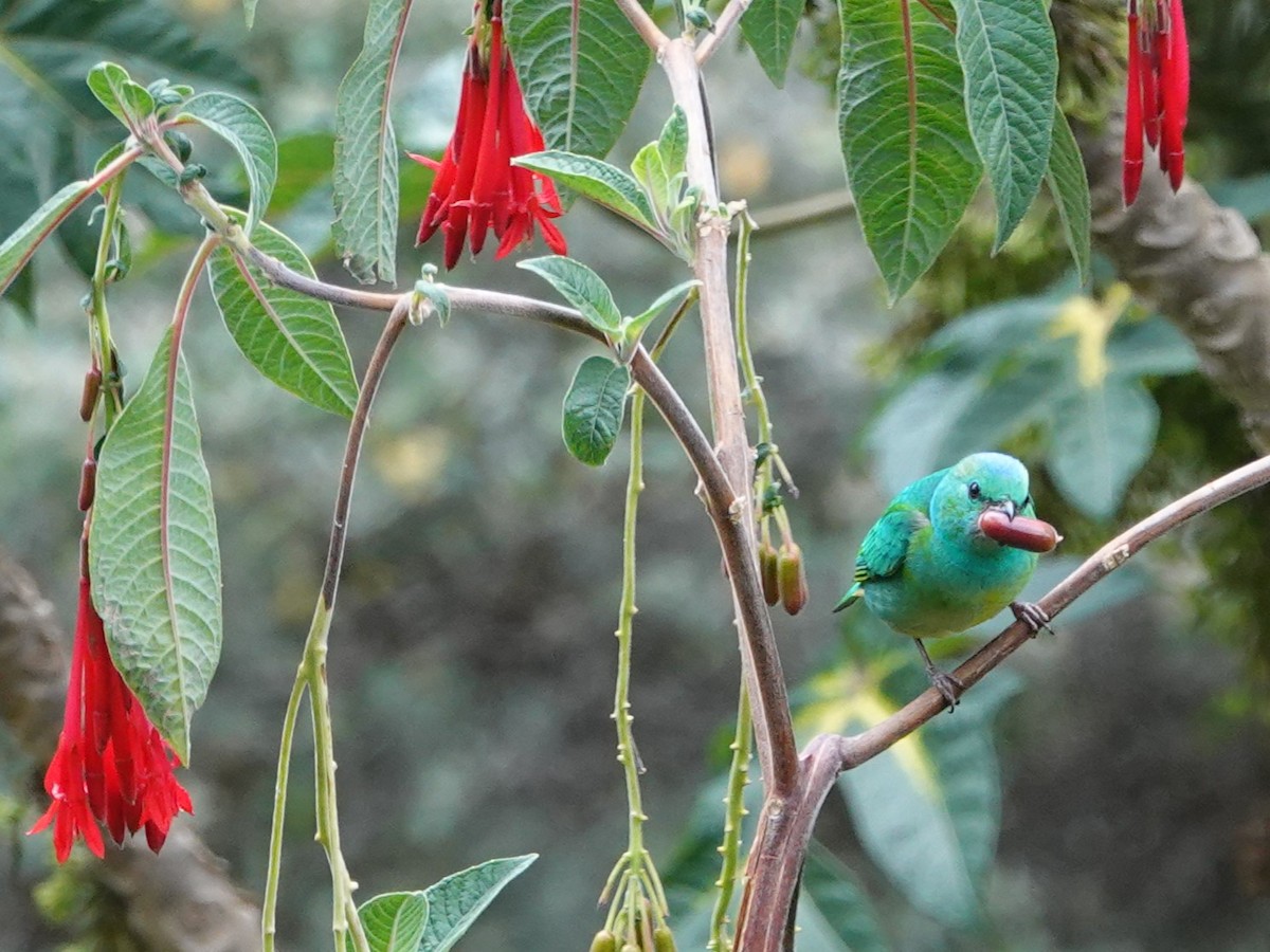 Golden-browed Chlorophonia - Dorothy Wadlow