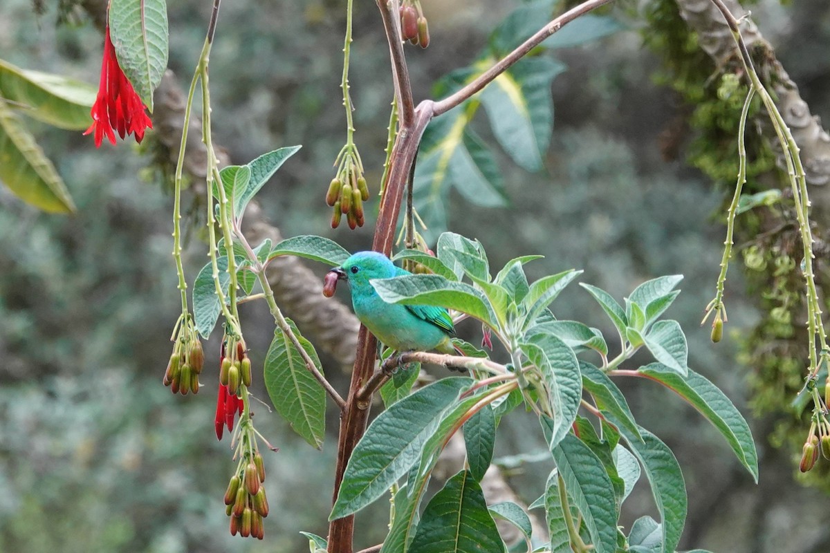 Golden-browed Chlorophonia - ML617189369