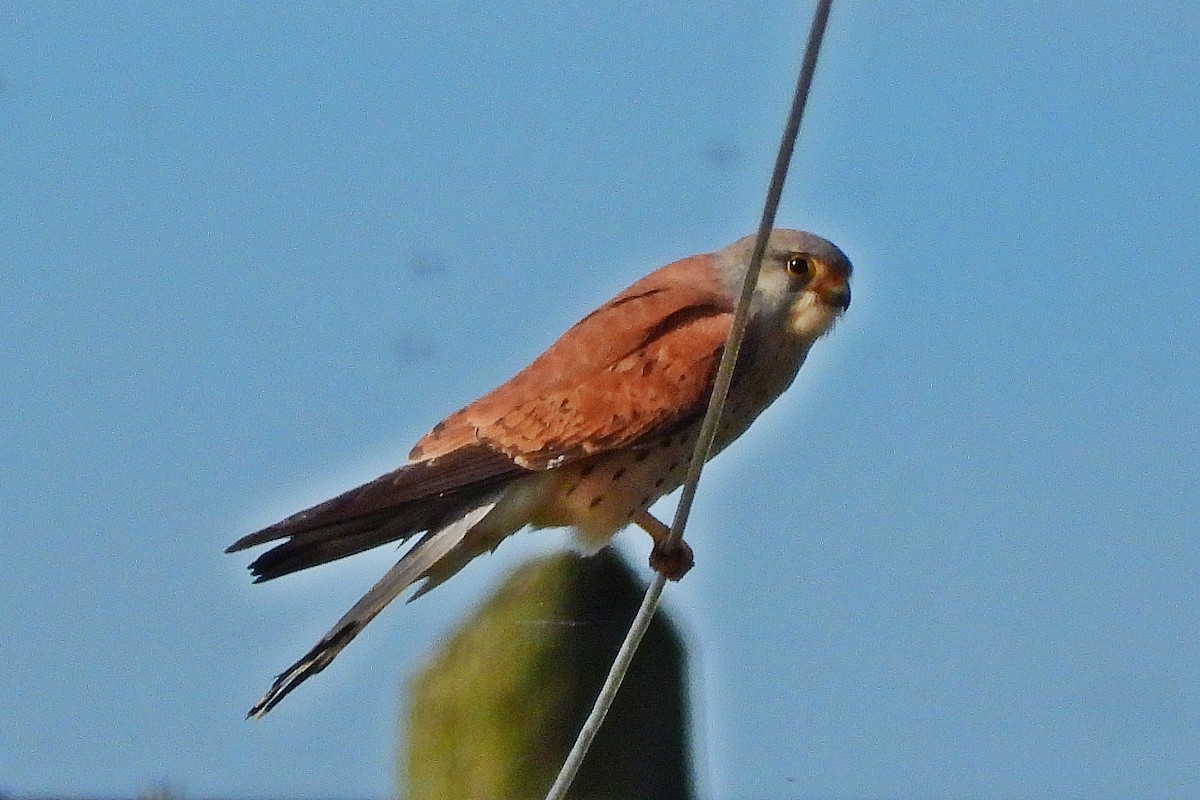 Lesser Kestrel - Rui Jorge