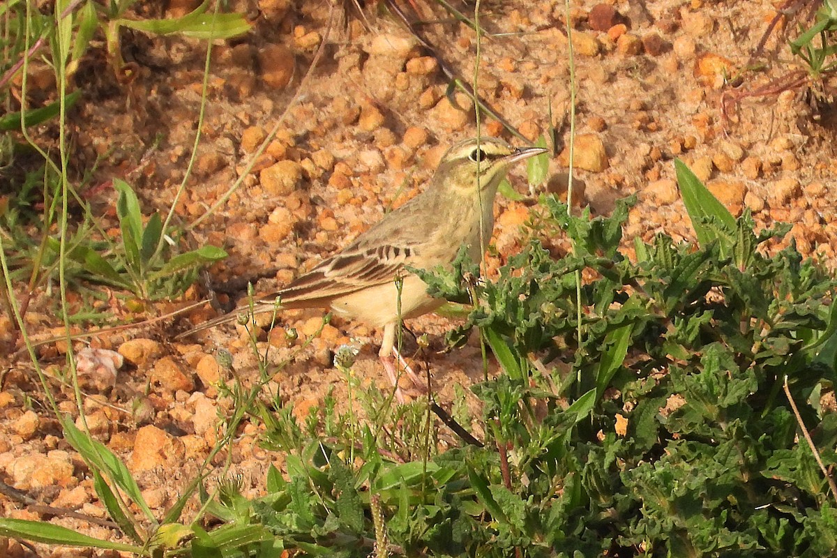 Tawny Pipit - Rui Jorge