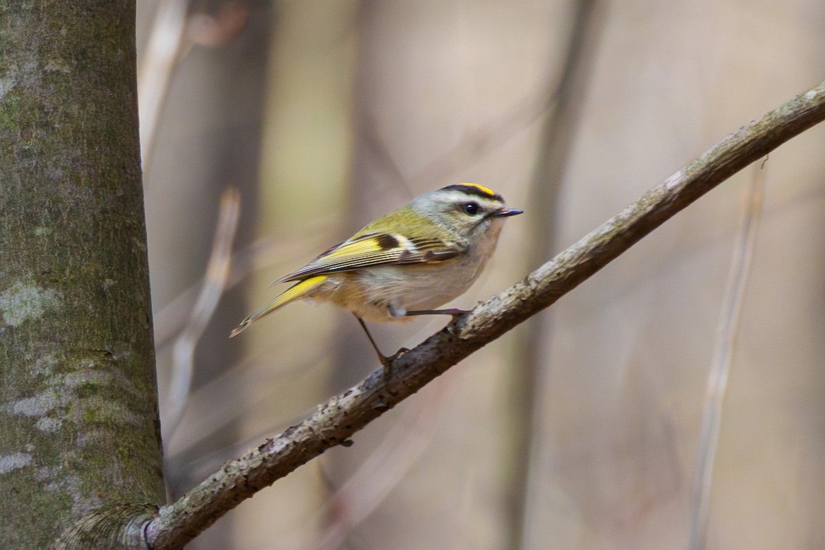 Golden-crowned Kinglet - Darrell Shedden