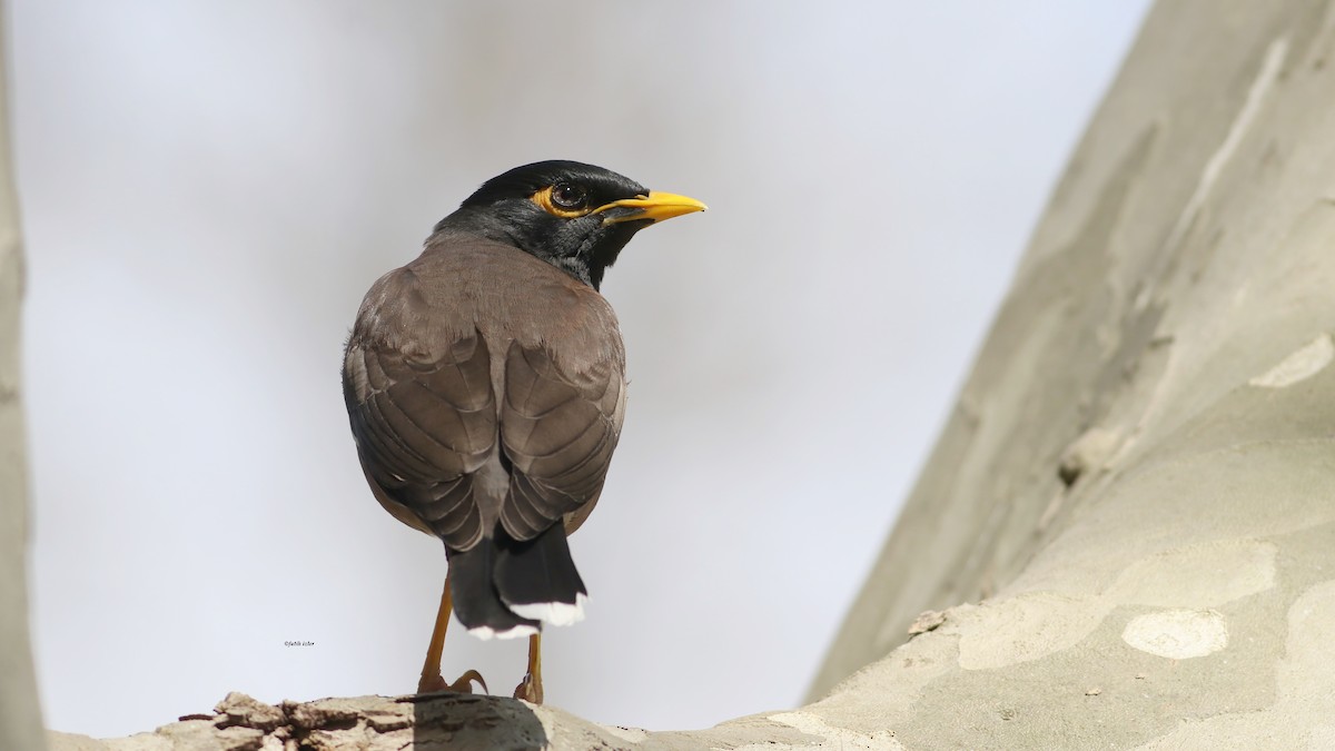 Common Myna - ML617189534