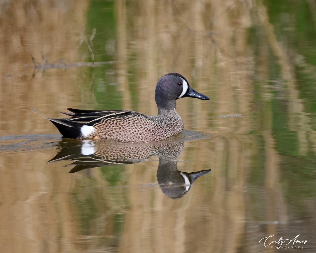 Blue-winged Teal - Corby Amos