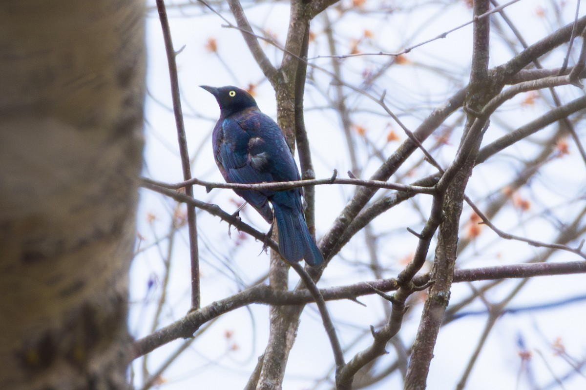 Rusty Blackbird - Darrell Shedden