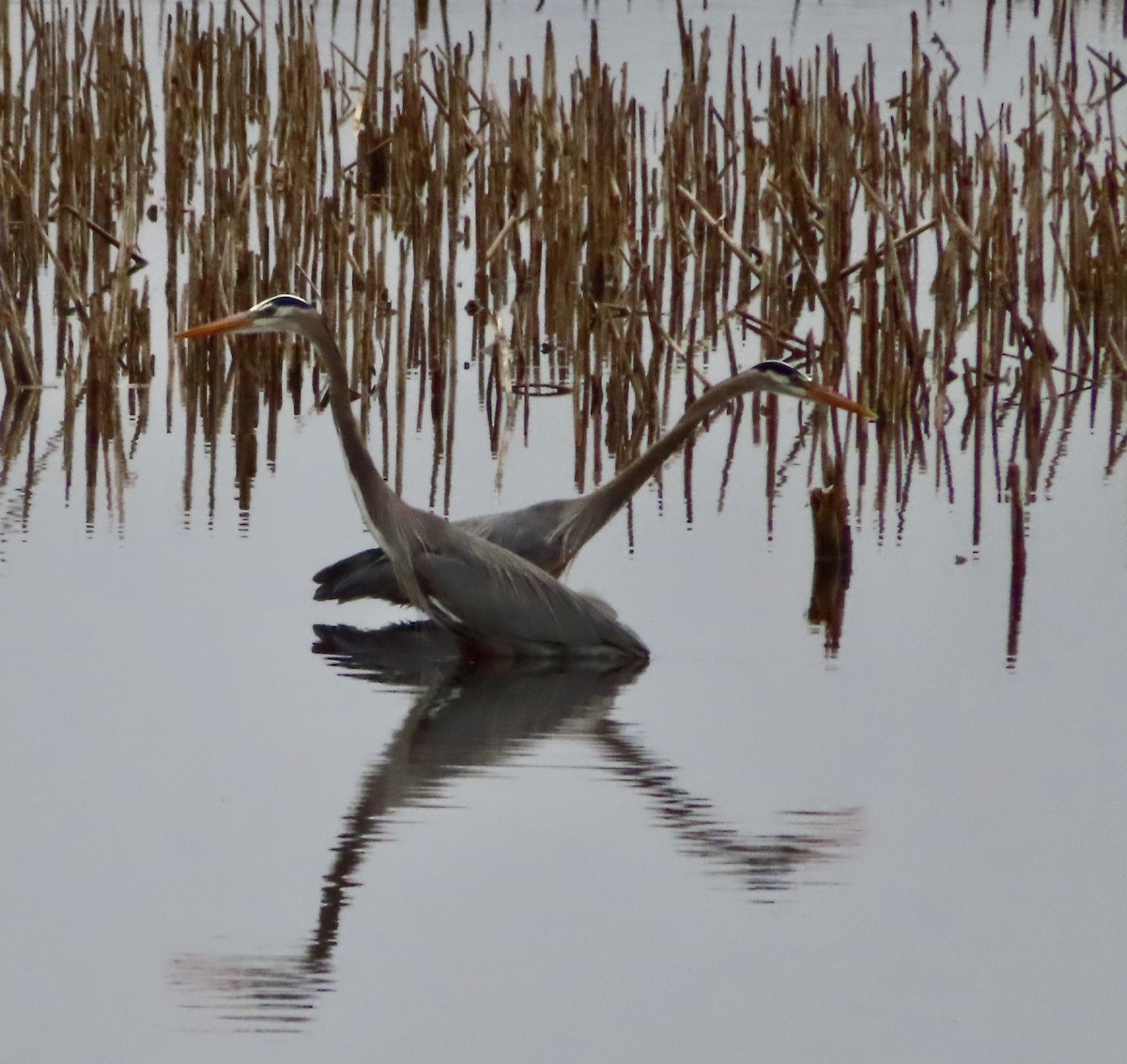 Great Blue Heron - ML617189577