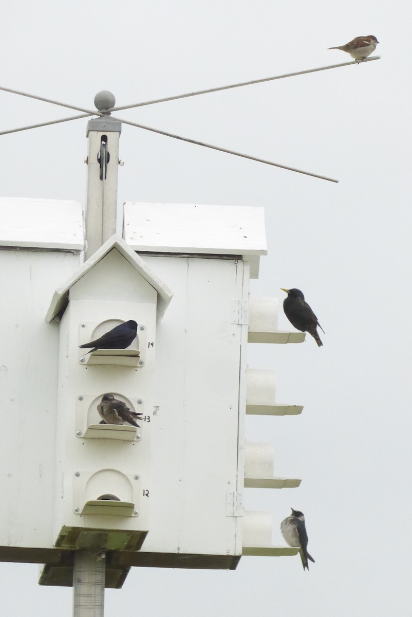 Purple Martin - Karina Rathmell