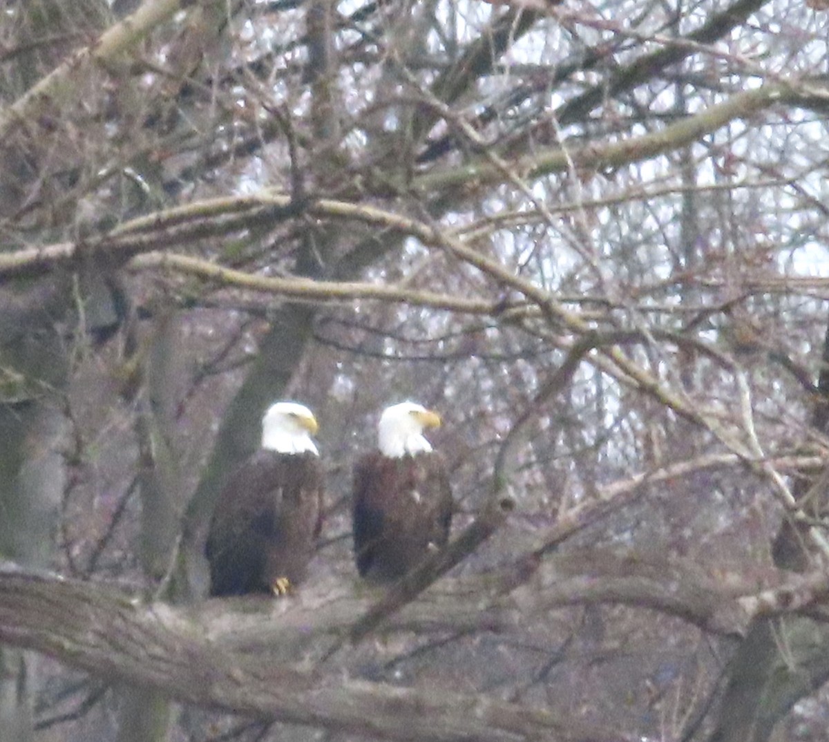 Bald Eagle - ML617189590