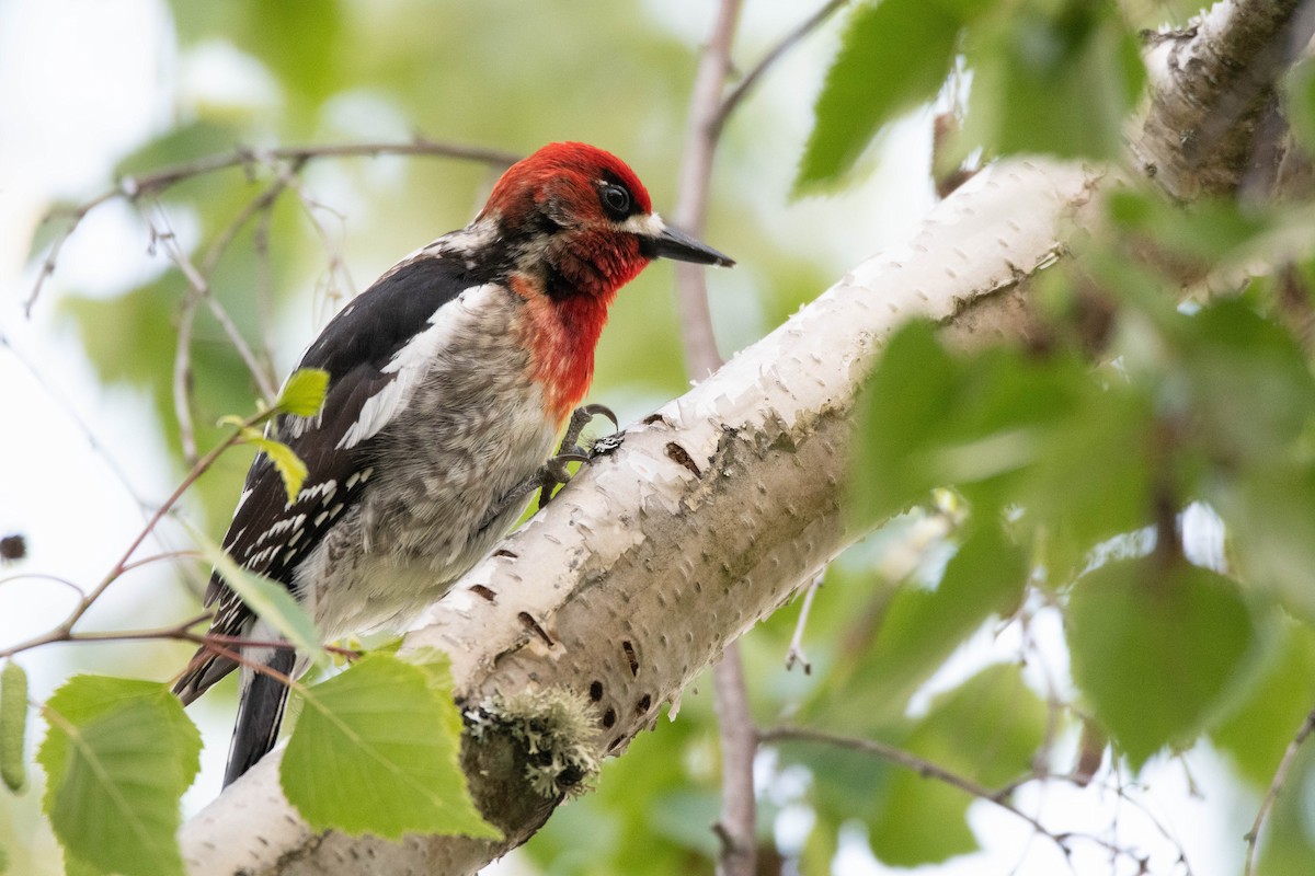 Red-breasted Sapsucker - ML617189594