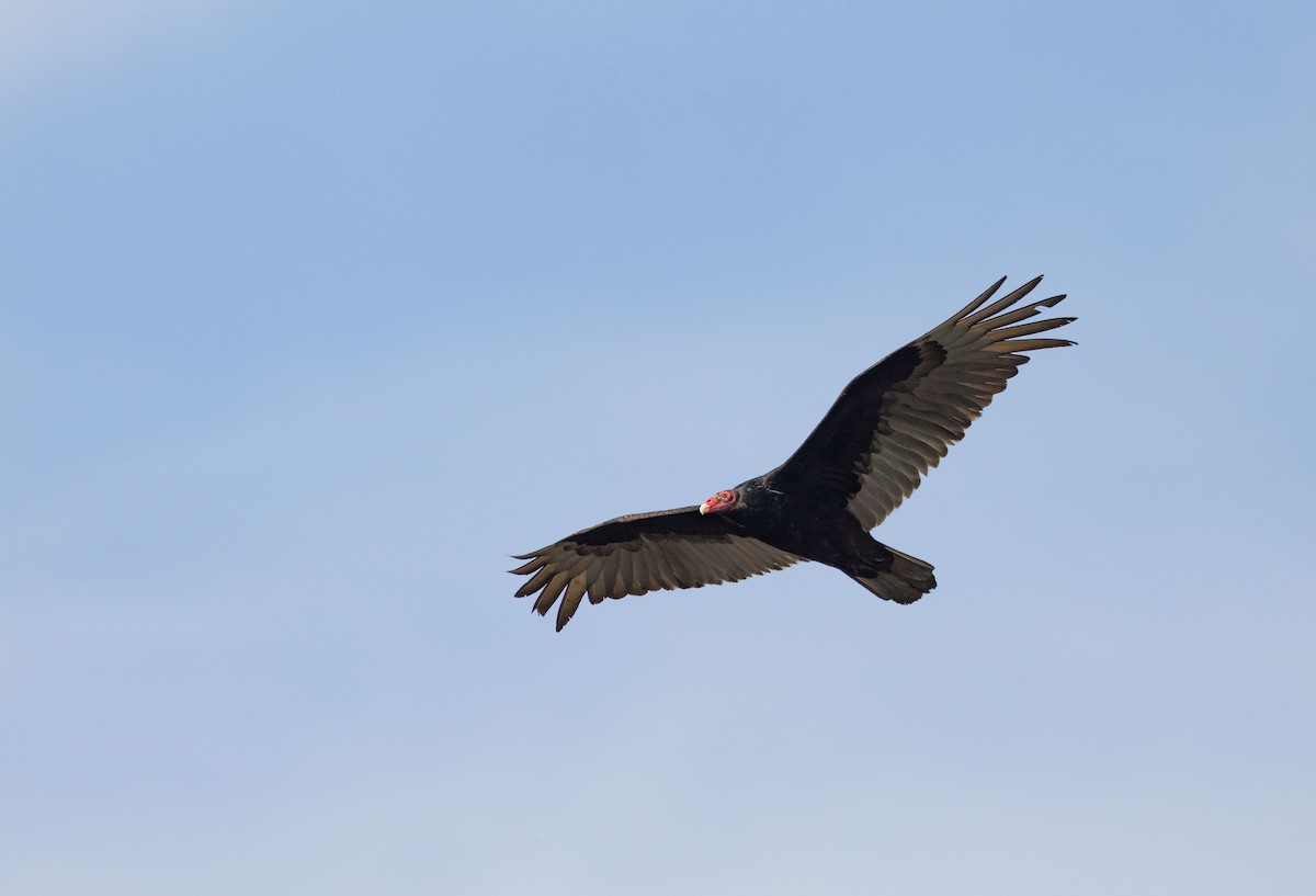 Turkey Vulture - ML617189615