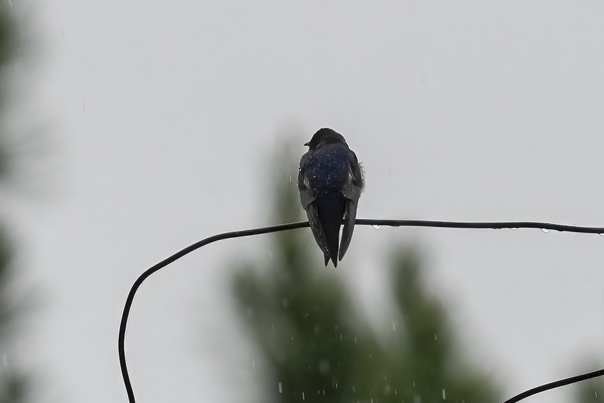 Purple Martin - ML617189624