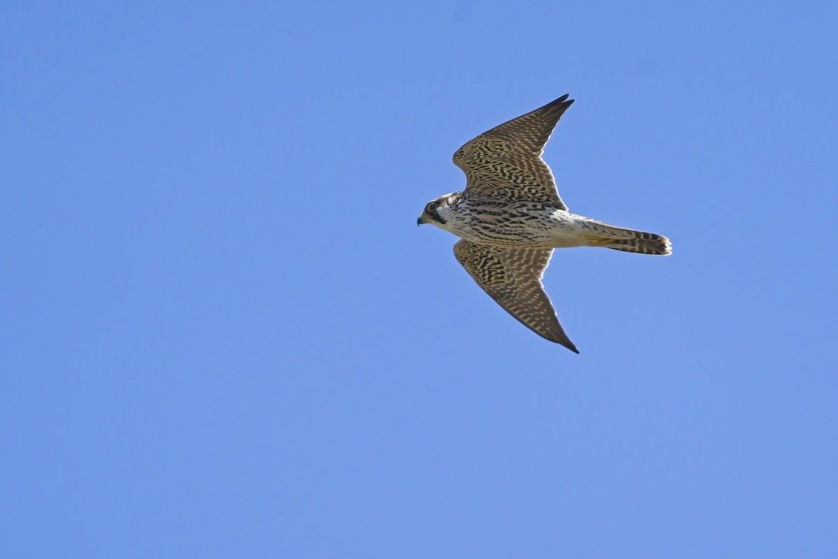 Peregrine Falcon (African) - ML617189663
