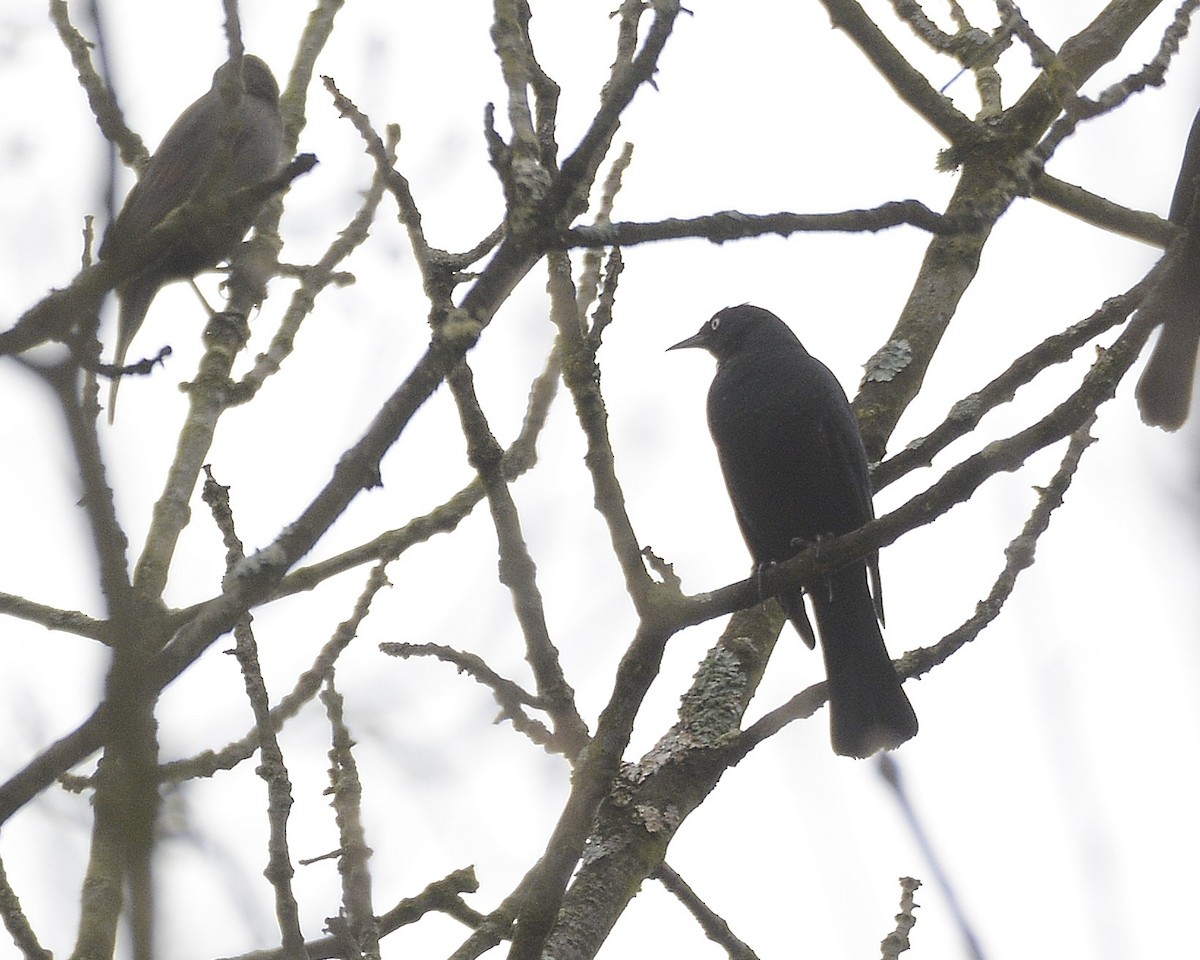 Rusty Blackbird - ML617189670