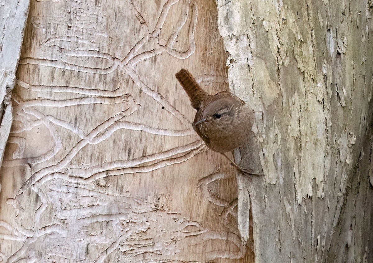 Winter Wren - ML617189677