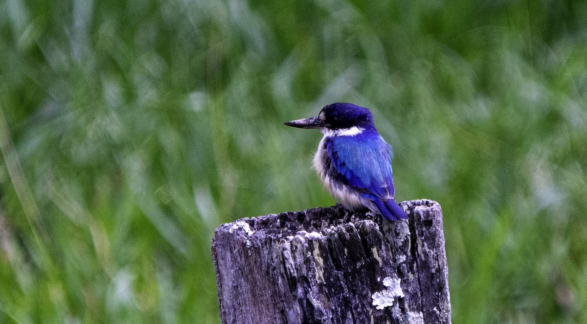 Forest Kingfisher - ML617189679