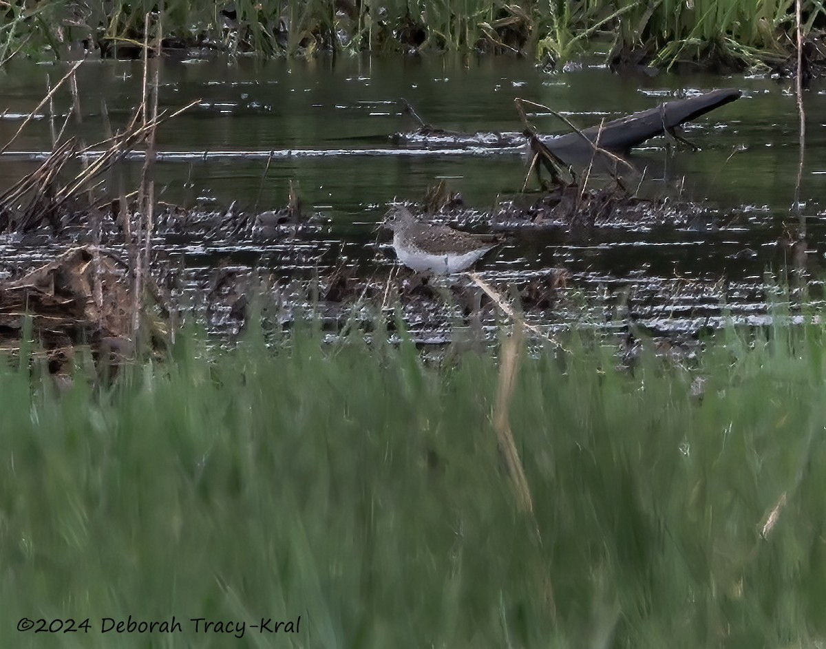 Solitary Sandpiper - ML617189681