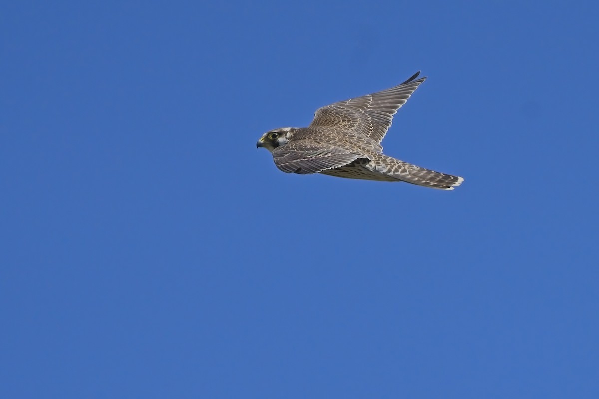 Peregrine Falcon (African) - ML617189686