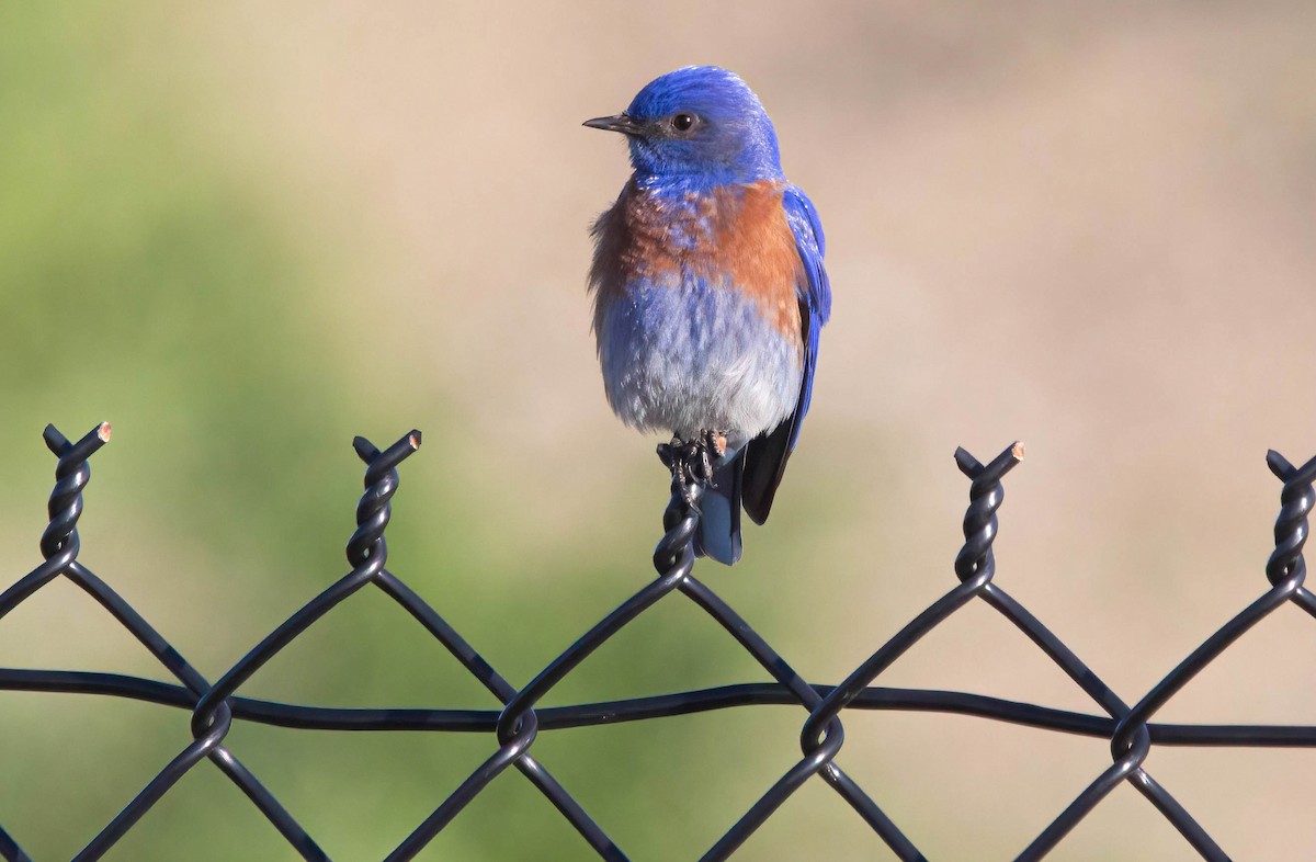 Western Bluebird - John Scharpen