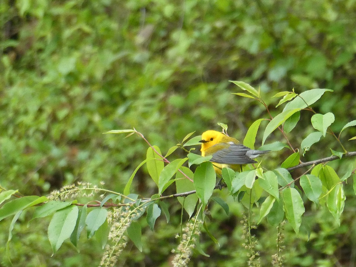 Prothonotary Warbler - Leigh McDougal
