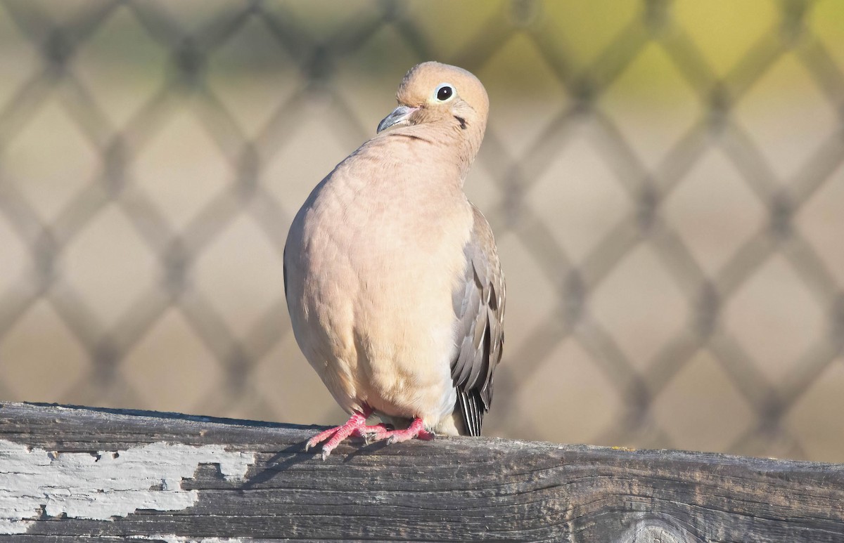 Mourning Dove - ML617189741