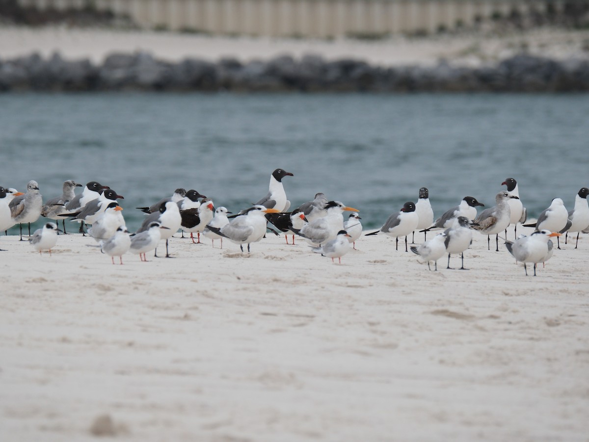 Black Skimmer - ML617189752