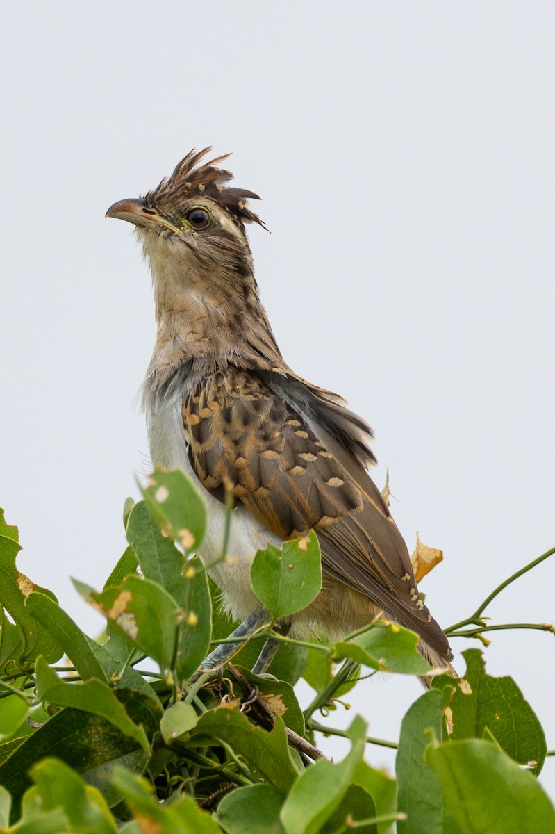 Striped Cuckoo - ML617189762