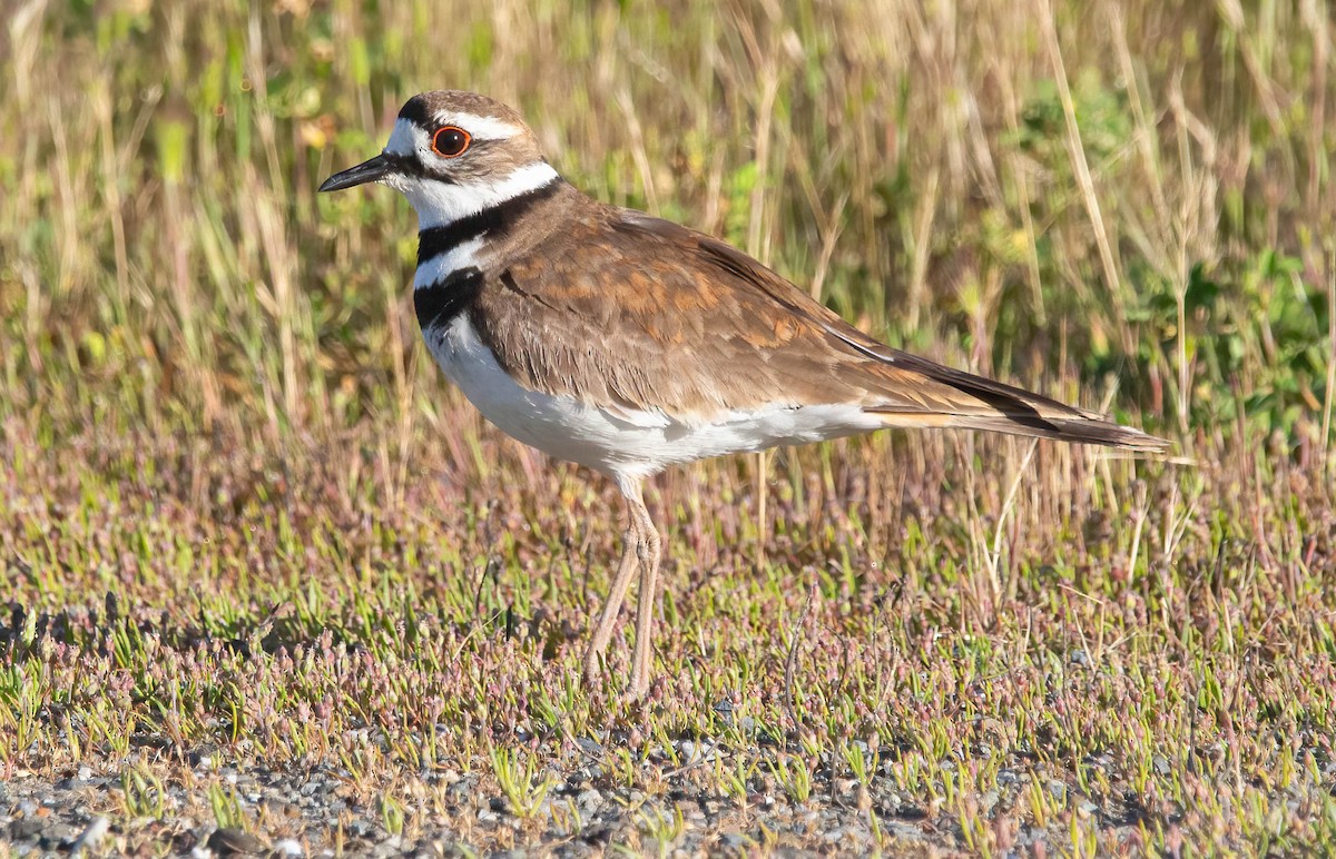 Killdeer - John Scharpen