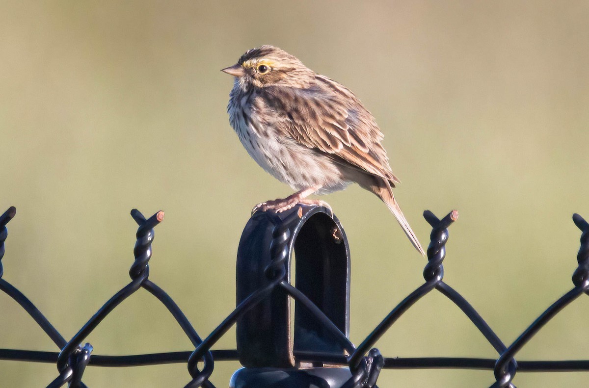 Savannah Sparrow - ML617189818