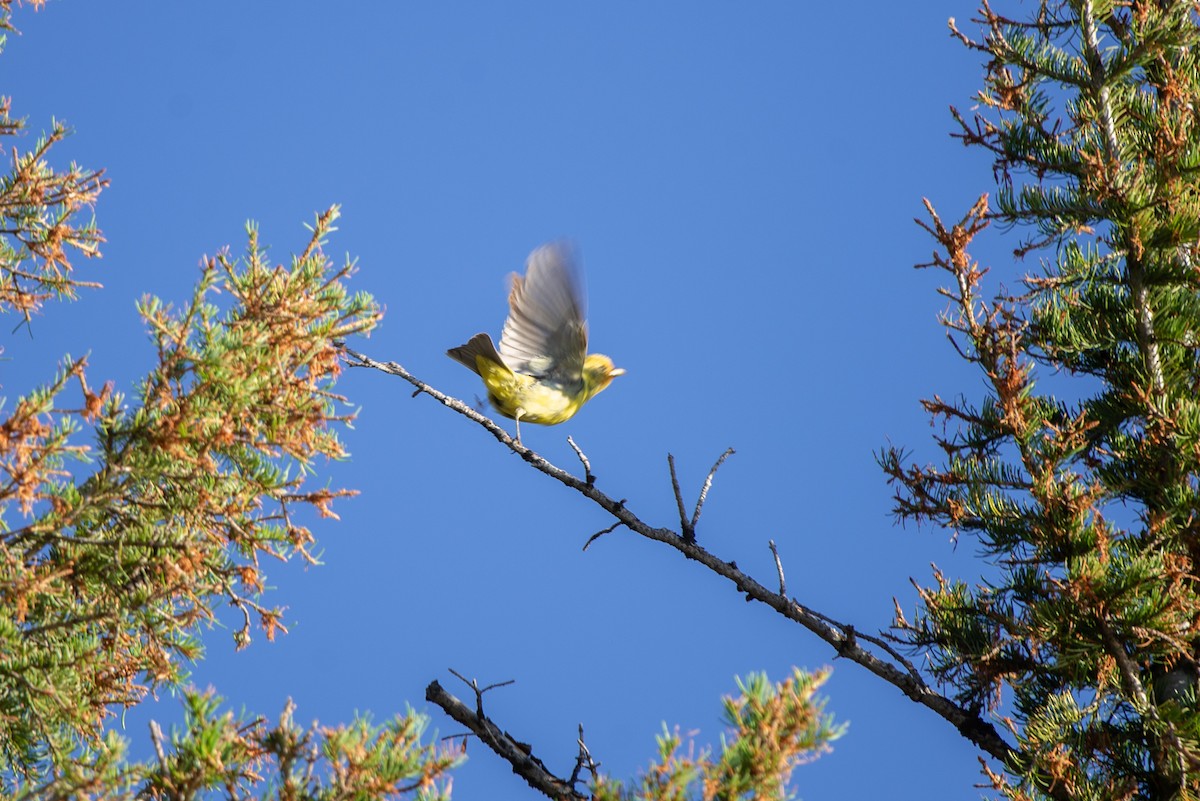 Western Tanager - Griffin Marti