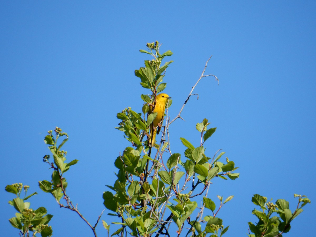 Yellow Warbler - Scott Freeman