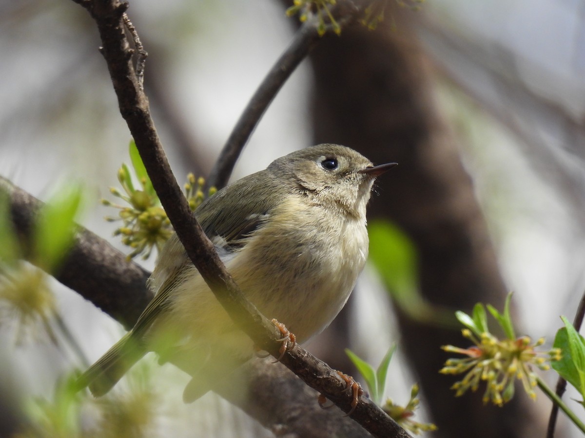 Ruby-crowned Kinglet - ML617189868