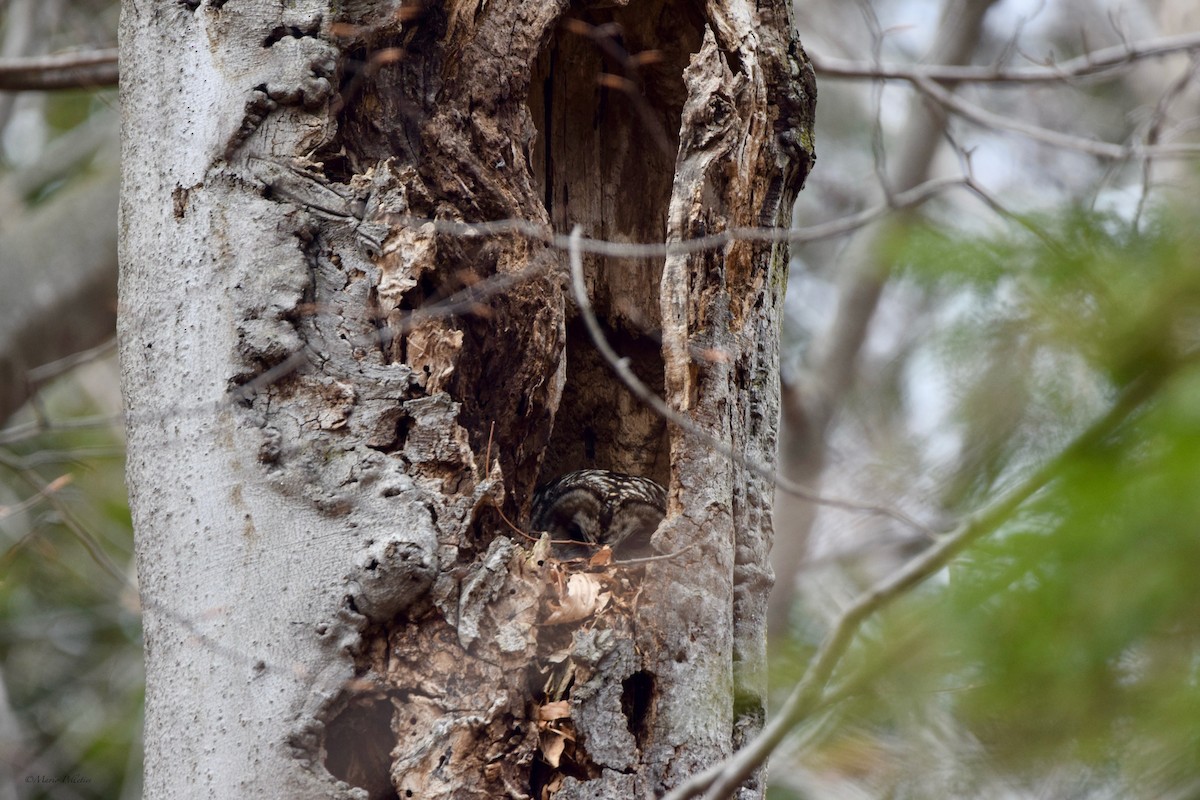 Barred Owl - Mario Pelletier