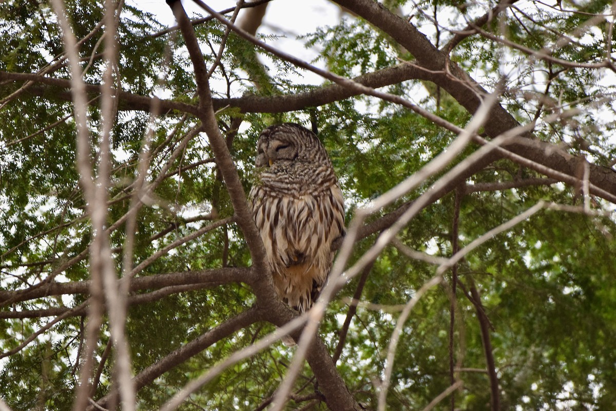 Barred Owl - Mario Pelletier