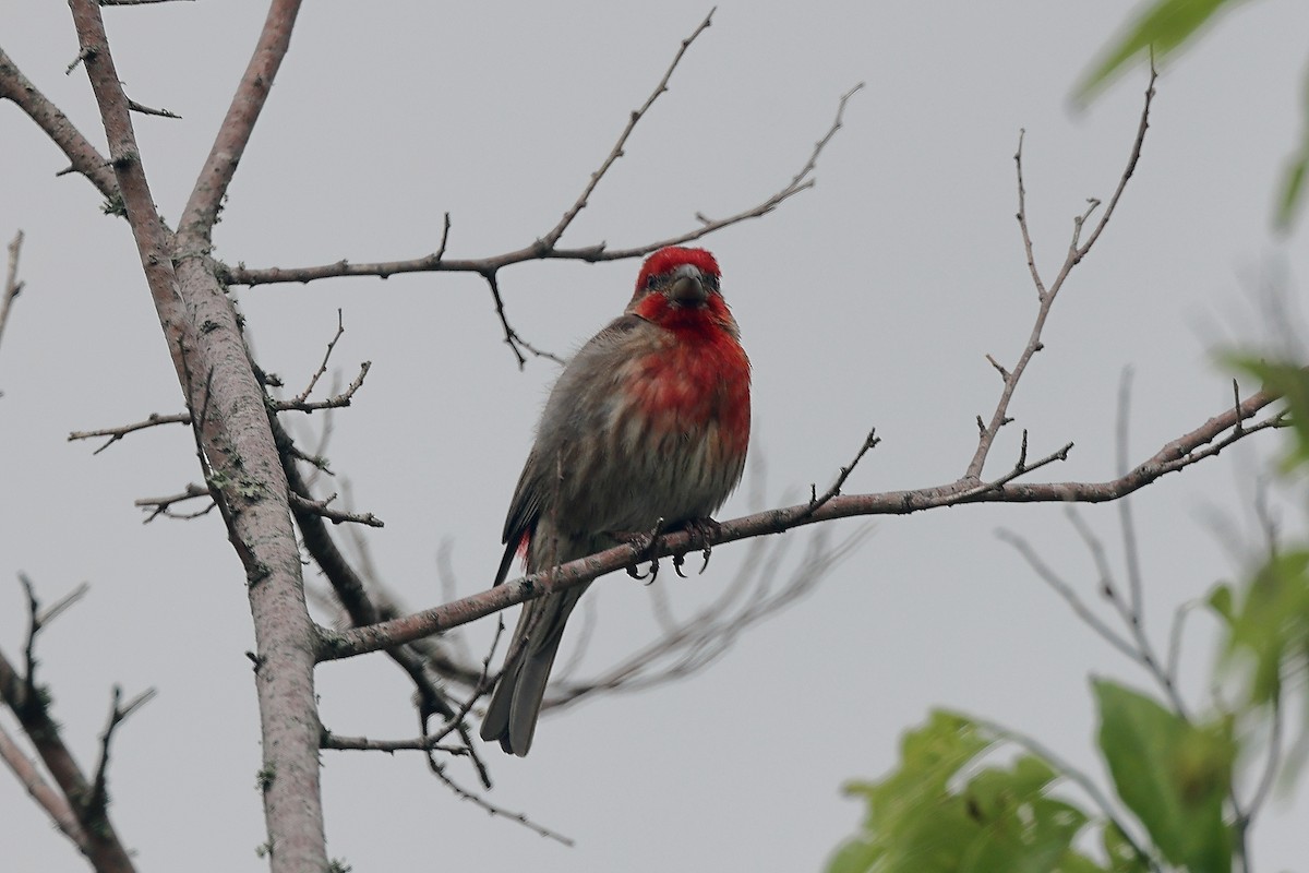 House Finch - James Wu