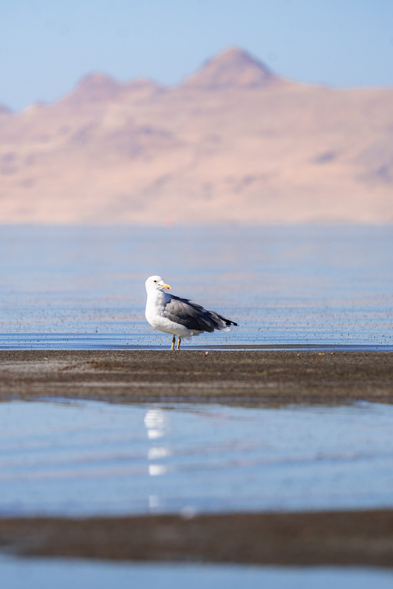 California Gull - ML617190070