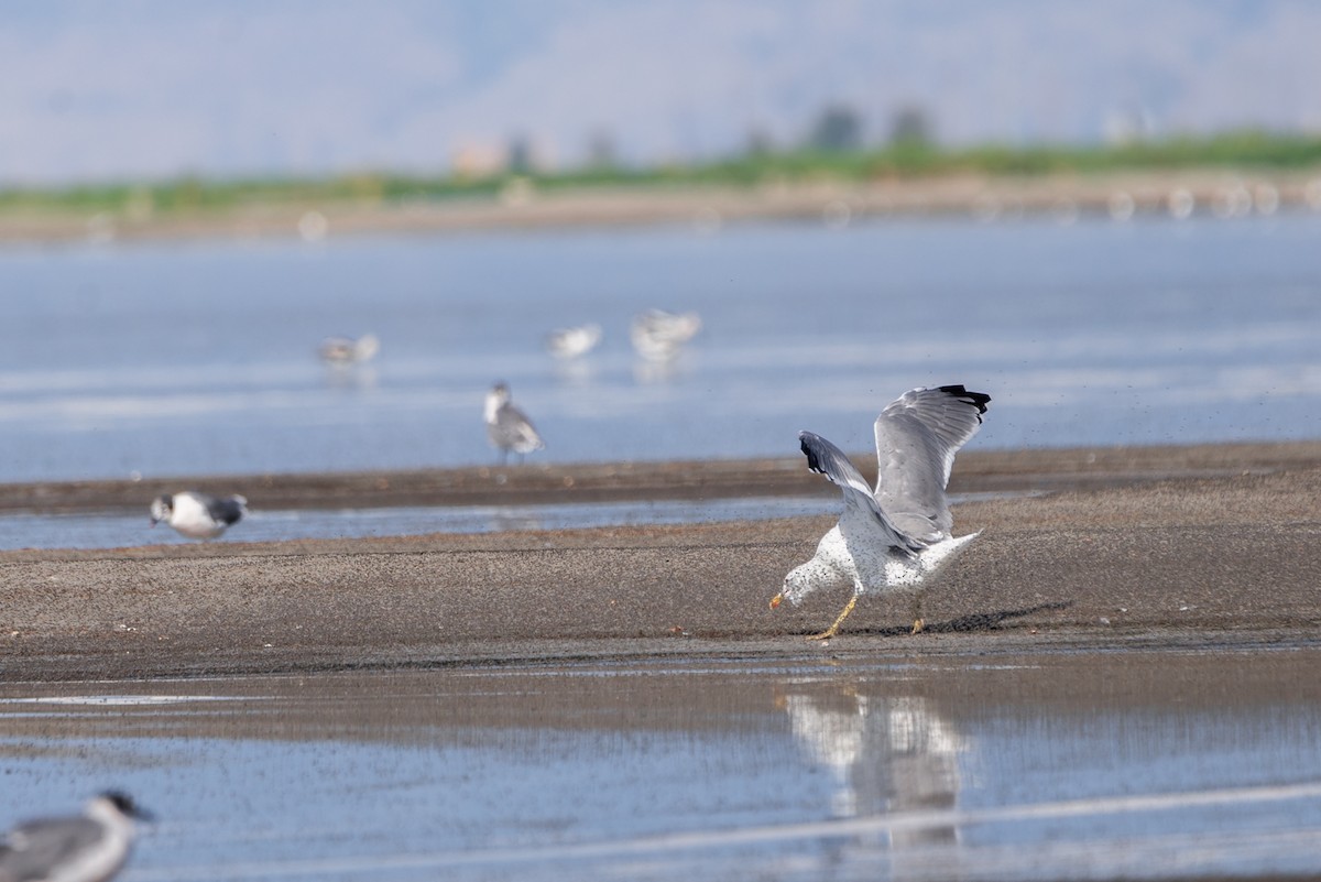 California Gull - ML617190077