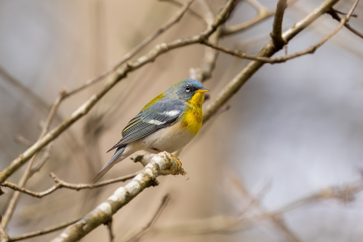 Northern Parula - ML617190086