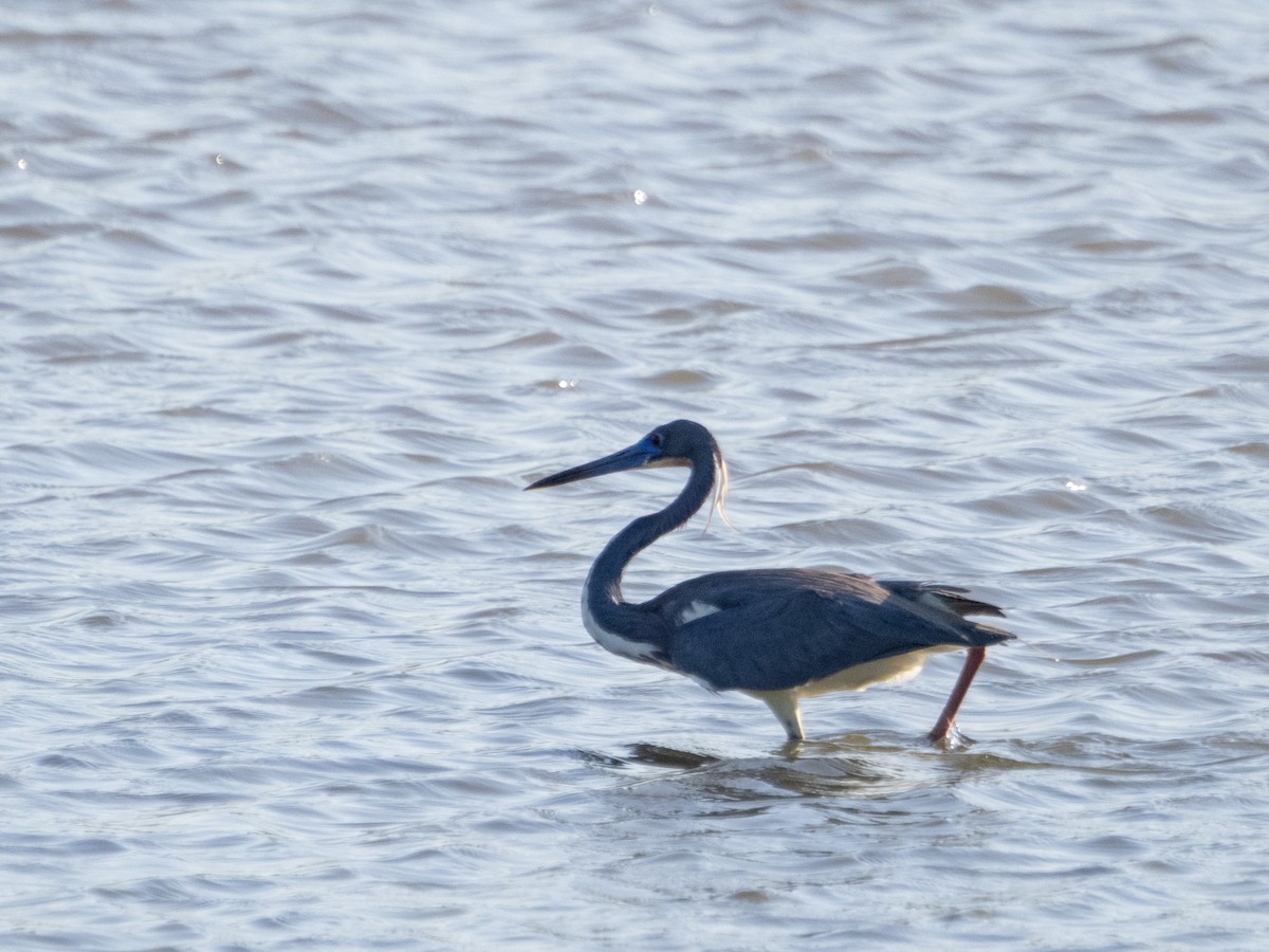 Tricolored Heron - ML617190090