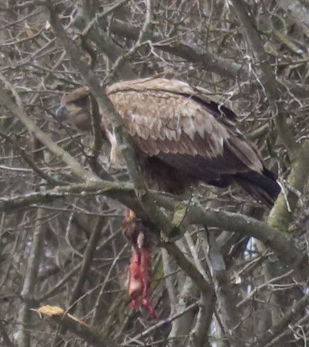 Bald Eagle - Monika Wood