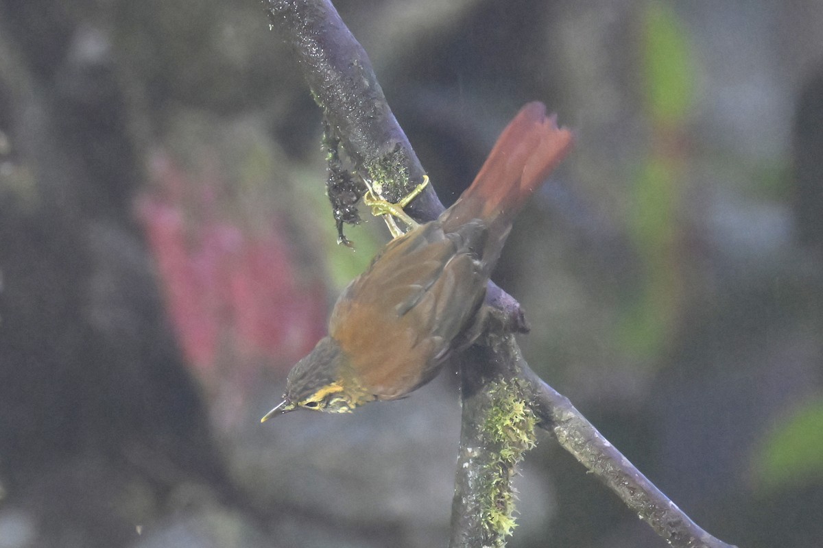 Scaly-throated Foliage-gleaner - Guy Lafond