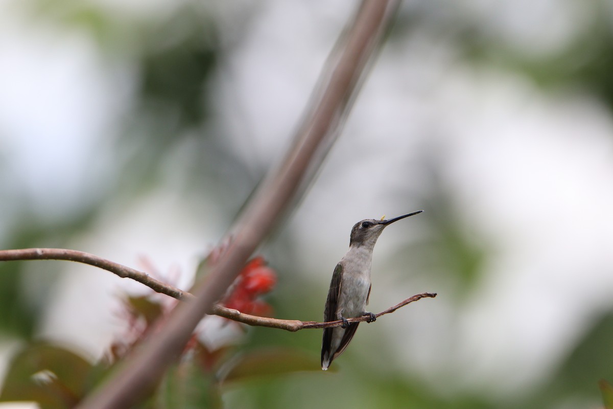 Ruby-throated Hummingbird - ML617190171