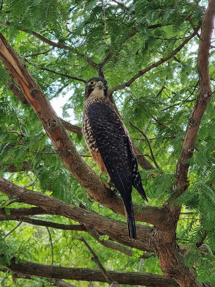 New Zealand Falcon - ML617190248