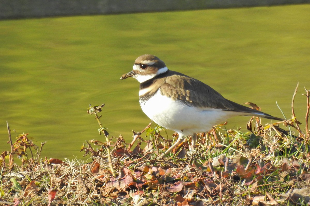 Killdeer - Jarvis Shirky