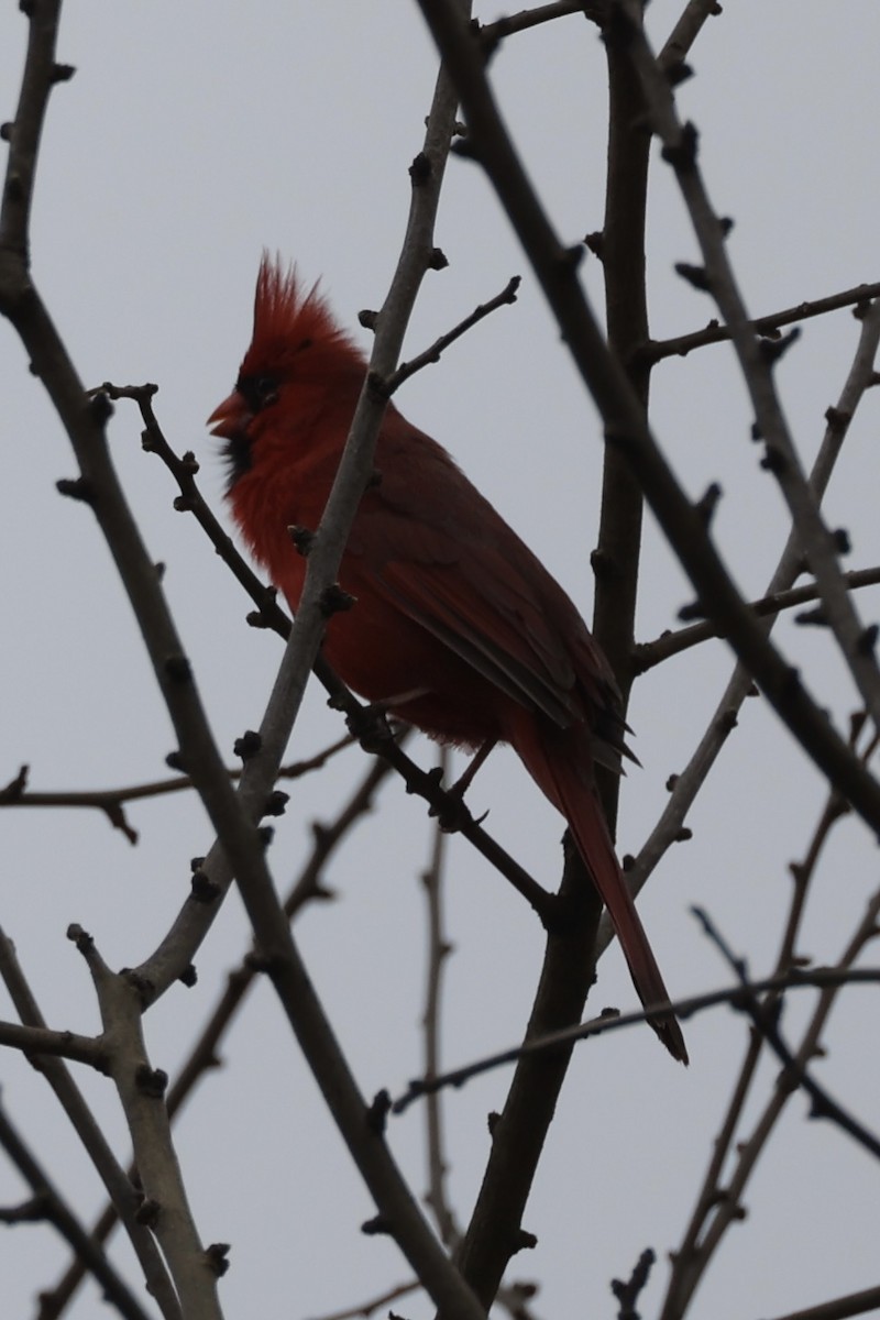 Cardinal rouge - ML617190295