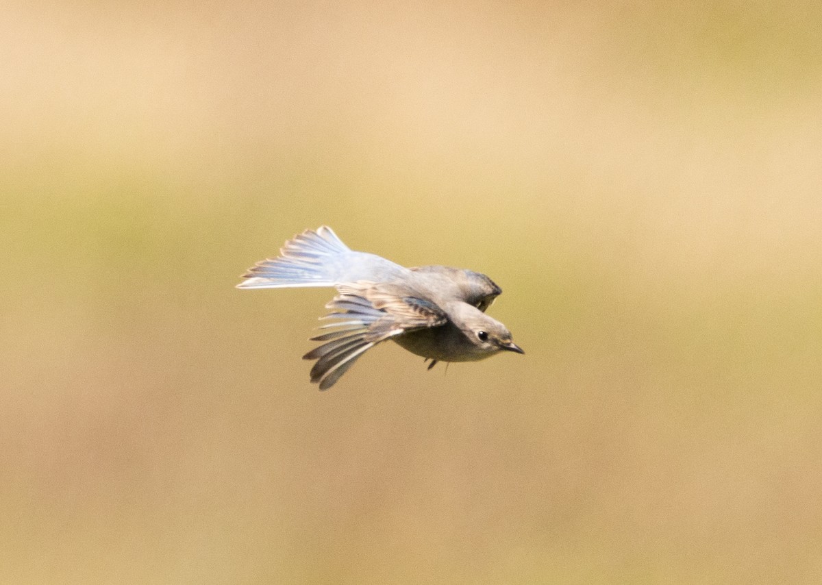 Mountain Bluebird - ML617190351