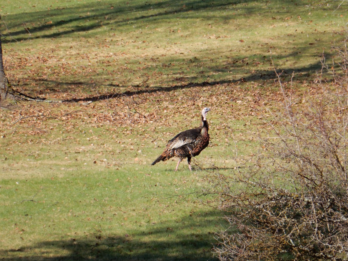 Wild Turkey - ML617190386