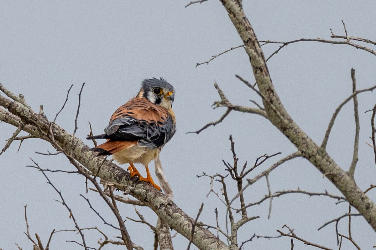 American Kestrel - Lutz Duerselen