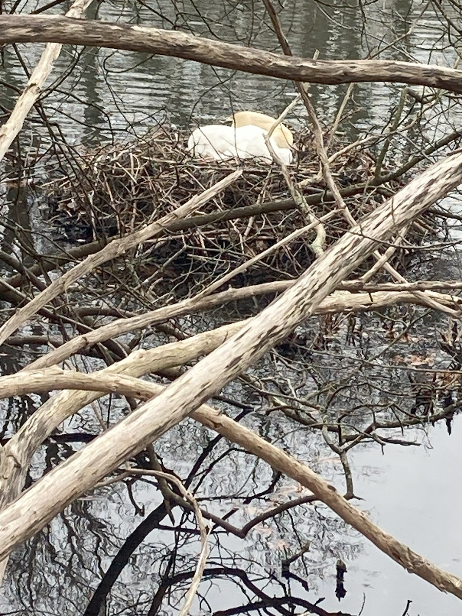 Mute Swan - ML617190392