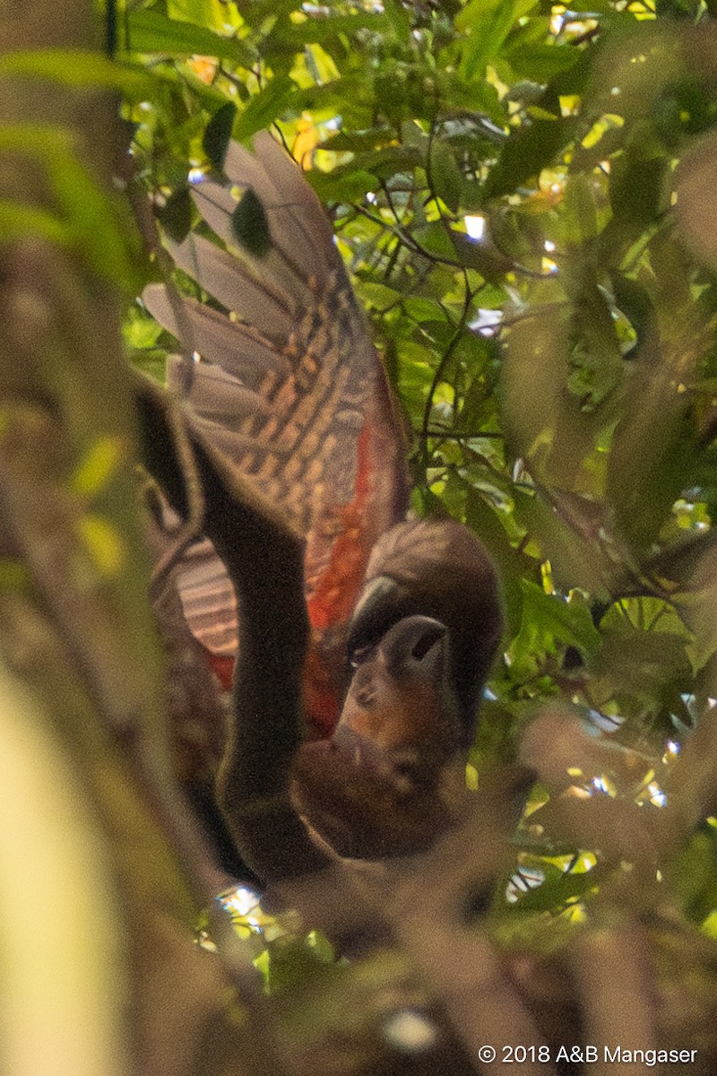 New Zealand Kaka - Bernadette and Amante Mangaser