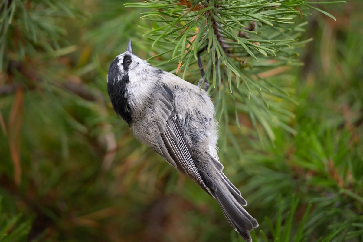 Mountain Chickadee - Griffin Marti