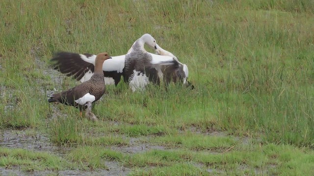 Upland Goose - ML617190485